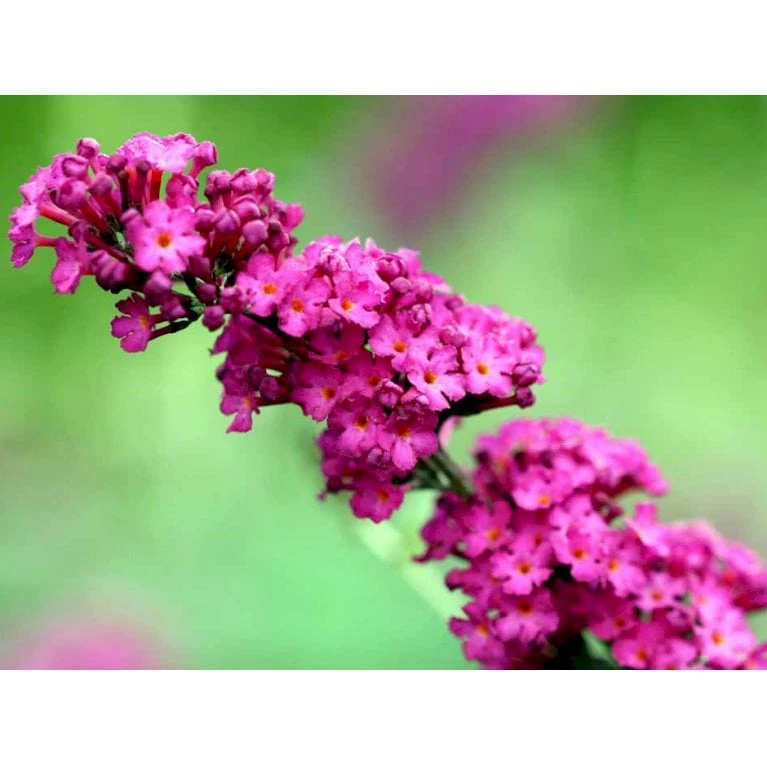 Sommerfuglebusk 'Royal Red' Buddleja Davidii 'Royal Red' Potte 2 Liter. 6 Sommerfuglebusk 'Royal Red' Buddleja Davidii 'Royal Red' Potte 2 Liter. - Billede 4