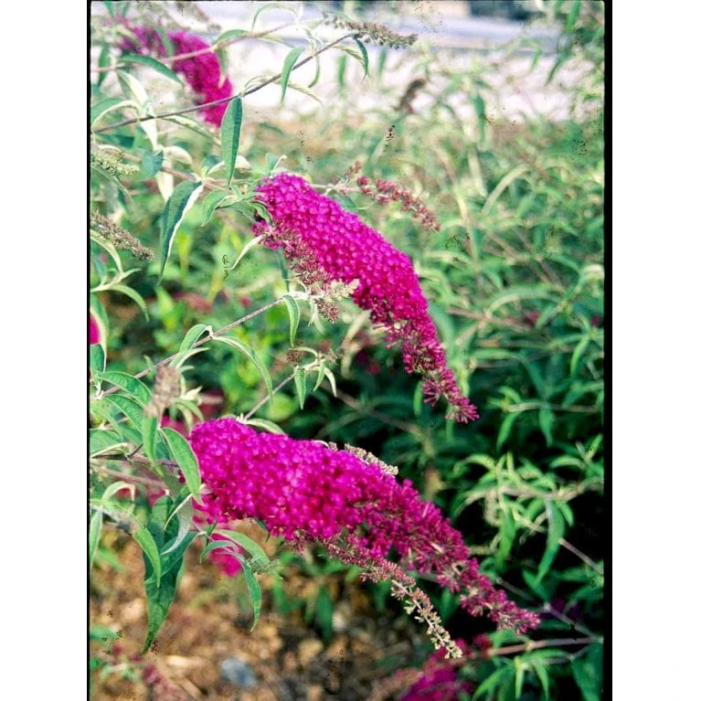 Sommerfuglebusk 'Royal Red' Buddleja Davidii 'Royal Red' Potte 2 Liter. 8 Sommerfuglebusk 'Royal Red' Buddleja Davidii 'Royal Red' Potte 2 Liter. - Billede 6