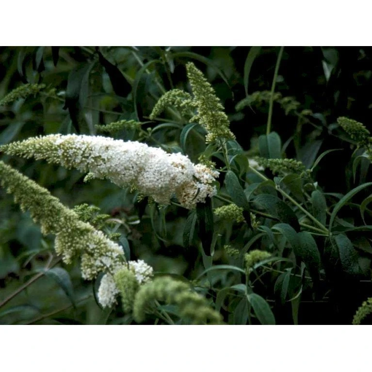 Sommerfuglebusk 'White Profusion' Buddleja Davidii 'White Profusion' Potte 6,5 Liter 50-60 Cm. 6 Sommerfuglebusk 'White Profusion' Buddleja Davidii 'White Profusion' Potte 6,5 Liter 50-60 Cm. - Billede 4