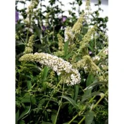 Sommerfuglebusk 'White Profusion' Buddleja Davidii 'White Profusion' Potte 6,5 Liter 50-60 Cm. 8 Sommerfuglebusk 'White Profusion' Buddleja Davidii 'White Profusion' Potte 6,5 Liter 50-60 Cm. -Osmo Salgsbutik mi385 buddleia davidii white profusion 71f4
