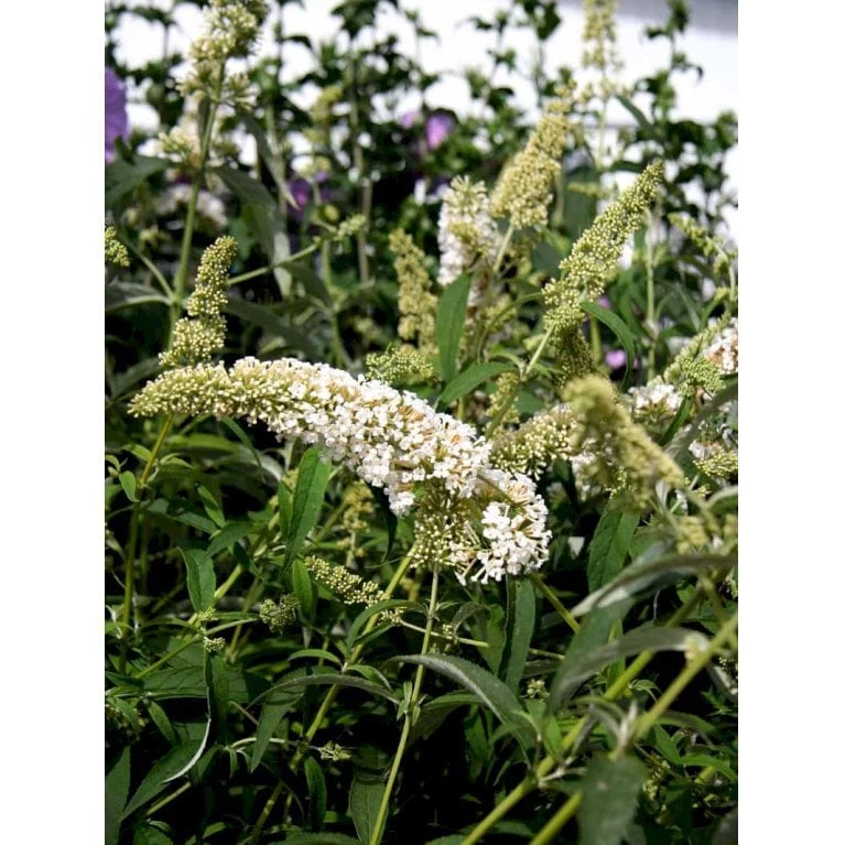 Sommerfuglebusk 'White Profusion' Buddleja Davidii 'White Profusion' Potte 6,5 Liter 50-60 Cm. 5 Sommerfuglebusk 'White Profusion' Buddleja Davidii 'White Profusion' Potte 6,5 Liter 50-60 Cm. - Billede 3