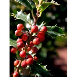 Almindelig Kristtorn 'Alaska' Ilex Aquifolium 'Alaska' Potte 2,0 Liter,- 25-30 Cm. -Osmo Salgsbutik mi3904 ilex aquifolium alaska 8569