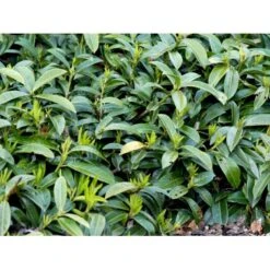 Krybende Kirsebærlaurbær Prunus Laurocerasus 'Mount Vernon' 5 Liter Potte 40-60 Cm 14 Krybende Kirsebærlaurbær Prunus Laurocerasus 'Mount Vernon' 5 Liter Potte 40-60 Cm -Osmo Salgsbutik mi3912 prunus laurocerasus mount vernon 07da