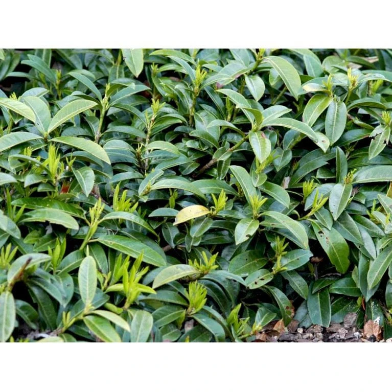 Krybende Kirsebærlaurbær Prunus Laurocerasus 'Mount Vernon' 5 Liter Potte 40-60 Cm 6 Krybende Kirsebærlaurbær Prunus Laurocerasus 'Mount Vernon' 5 Liter Potte 40-60 Cm - Billede 4