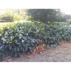 Krybende Kirsebærlaurbær Prunus Laurocerasus 'Mount Vernon' 5 Liter Potte 40-60 Cm 19 Krybende Kirsebærlaurbær Prunus Laurocerasus 'Mount Vernon' 5 Liter Potte 40-60 Cm -Osmo Salgsbutik mi3912 prunus laurocerasus mount vernon 1063
