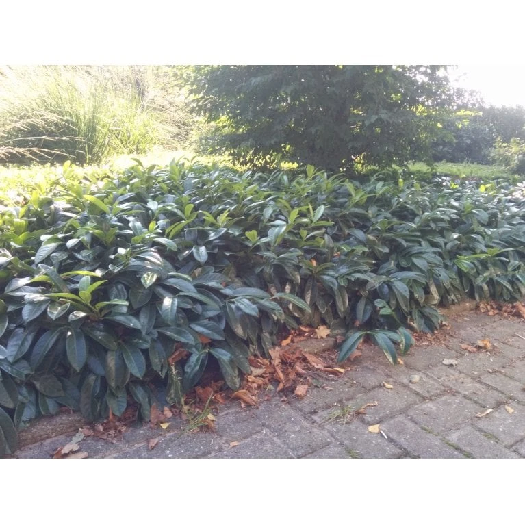 Krybende Kirsebærlaurbær Prunus Laurocerasus 'Mount Vernon' 5 Liter Potte 40-60 Cm 11 Krybende Kirsebærlaurbær Prunus Laurocerasus 'Mount Vernon' 5 Liter Potte 40-60 Cm - Billede 9