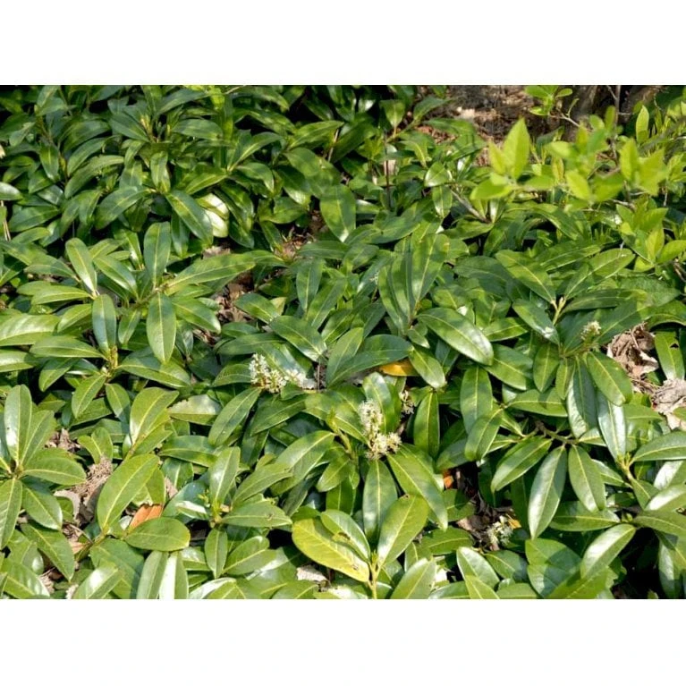 Krybende Kirsebærlaurbær Prunus Laurocerasus 'Mount Vernon' 5 Liter Potte 40-60 Cm 8 Krybende Kirsebærlaurbær Prunus Laurocerasus 'Mount Vernon' 5 Liter Potte 40-60 Cm - Billede 6