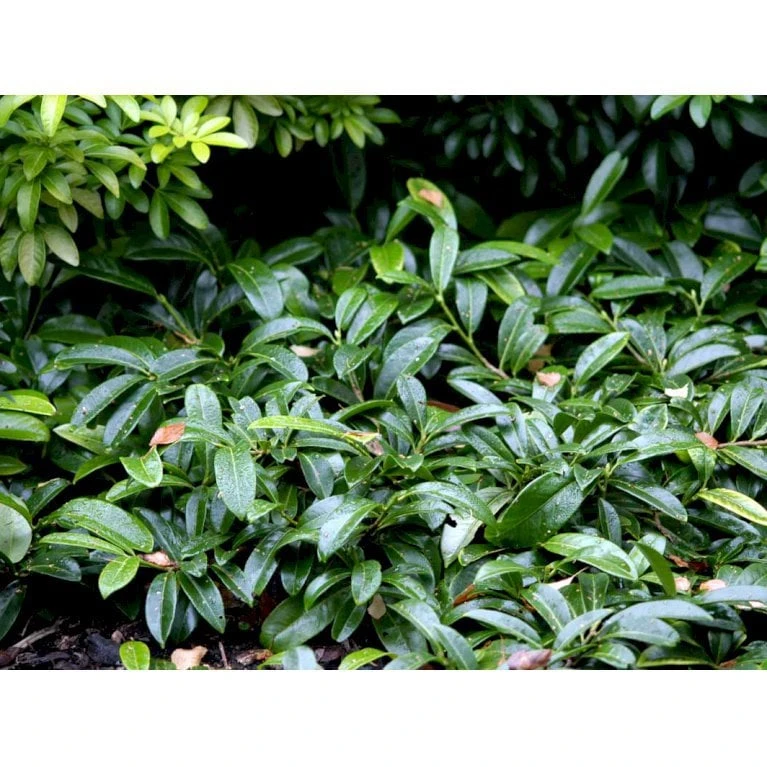 Krybende Kirsebærlaurbær Prunus Laurocerasus 'Mount Vernon' 5 Liter Potte 40-60 Cm 4 Krybende Kirsebærlaurbær Prunus Laurocerasus 'Mount Vernon' 5 Liter Potte 40-60 Cm - Billede 2