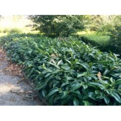 Krybende Kirsebærlaurbær Prunus Laurocerasus 'Mount Vernon' 5 Liter Potte 40-60 Cm 17 Krybende Kirsebærlaurbær Prunus Laurocerasus 'Mount Vernon' 5 Liter Potte 40-60 Cm -Osmo Salgsbutik mi3912 prunus laurocerasus mount vernon a98e