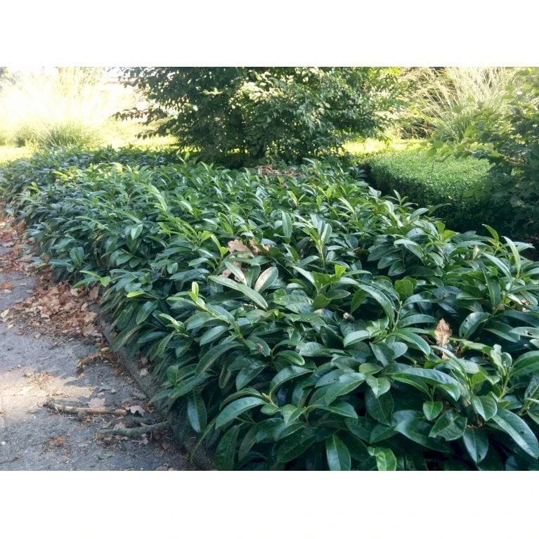 Krybende Kirsebærlaurbær Prunus Laurocerasus 'Mount Vernon' 5 Liter Potte 40-60 Cm 9 Krybende Kirsebærlaurbær Prunus Laurocerasus 'Mount Vernon' 5 Liter Potte 40-60 Cm - Billede 7