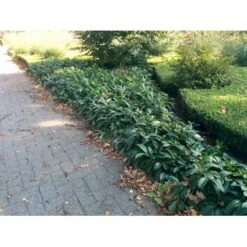 Krybende Kirsebærlaurbær Prunus Laurocerasus 'Mount Vernon' 5 Liter Potte 40-60 Cm 18 Krybende Kirsebærlaurbær Prunus Laurocerasus 'Mount Vernon' 5 Liter Potte 40-60 Cm -Osmo Salgsbutik mi3912 prunus laurocerasus mount vernon be71