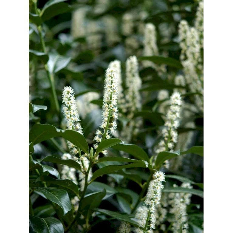 Krybende Kirsebærlaurbær Prunus Laurocerasus 'Mount Vernon' 5 Liter Potte 40-60 Cm 7 Krybende Kirsebærlaurbær Prunus Laurocerasus 'Mount Vernon' 5 Liter Potte 40-60 Cm - Billede 5