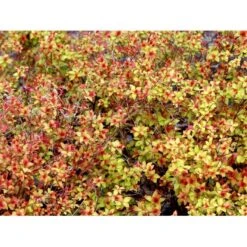Spiræa 'Magic Carpet' Spiraea Japonica 'Magic Carpet' 3,5 Liter Potte -Osmo Salgsbutik mi3916 spiraea japonica firelight bc7f