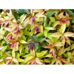 Spiræa 'Goldflame' Spiraea Japonica 'Goldflame' Potte 2,0 Liter,- 25-30 Cm. -Osmo Salgsbutik mi3917 spiraea japonica goldflame a12a