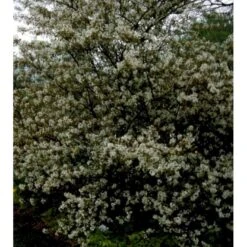 Bærmispel Til Hæk Amelanchier Lamarckii Med Klump,- 125-150 Cm. 7 Bærmispel Til Hæk Amelanchier Lamarckii Med Klump,- 125-150 Cm. -Osmo Salgsbutik mi3984 amelanchier lamarckii 09d1