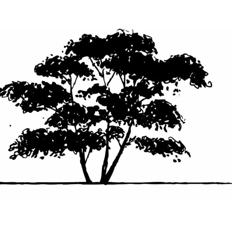Bærmispel Til Hæk Amelanchier Lamarckii Med Klump,- 125-150 Cm. 4 Bærmispel Til Hæk Amelanchier Lamarckii Med Klump,- 125-150 Cm. - Billede 2