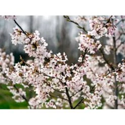 Yoshino-kirsebær Prunus Yedoensis Solitær Busk 150-200 Cm. - Med Klump -Osmo Salgsbutik mi4012 prunus yedoensis 3755