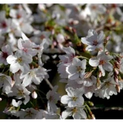 Yoshino-kirsebær Prunus Yedoensis Solitær Busk 150-200 Cm. - Med Klump