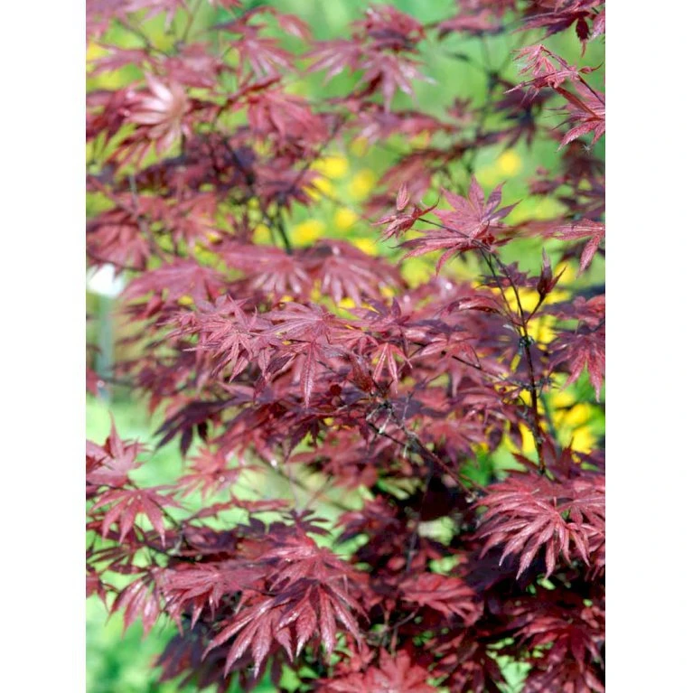 Japansk Ahorn 'Trompenburg' Acer Palmatum 'Trompenburg' Potte 10 Liter,- 60-80 Cm. 6 Japansk Ahorn 'Trompenburg' Acer Palmatum 'Trompenburg' Potte 10 Liter,- 60-80 Cm. - Billede 4