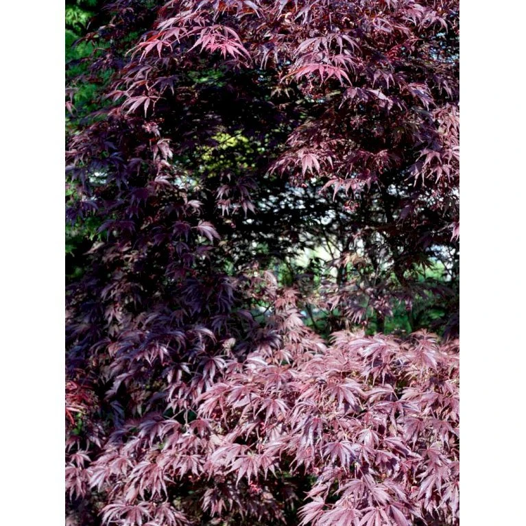 Japansk Ahorn 'Trompenburg' Acer Palmatum 'Trompenburg' Potte 10 Liter,- 60-80 Cm. 7 Japansk Ahorn 'Trompenburg' Acer Palmatum 'Trompenburg' Potte 10 Liter,- 60-80 Cm. - Billede 5