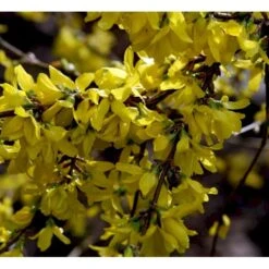 Forsytia 'Spectabilis' Forsythia Intermedia 'Spectabilis' Potte 6,5 Liter 60-80 Cm. -Osmo Salgsbutik mi4122 forsythia intermedia spectabilis 0ad0