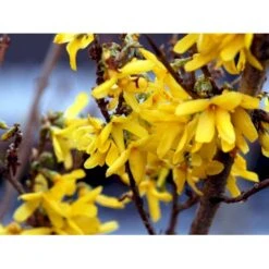 Forsytia 'Spectabilis' Forsythia Intermedia 'Spectabilis' Potte 6,5 Liter 60-80 Cm. -Osmo Salgsbutik mi4122 forsythia intermedia spectabilis 2f11