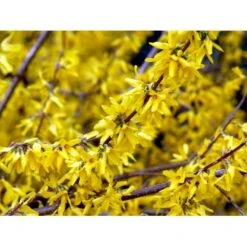 Forsytia 'Spectabilis' Forsythia Intermedia 'Spectabilis' Potte 6,5 Liter 60-80 Cm. -Osmo Salgsbutik mi4122 forsythia intermedia spectabilis 4131