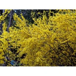 Forsytia 'Spectabilis' Forsythia Intermedia 'Spectabilis' Potte 6,5 Liter 60-80 Cm. -Osmo Salgsbutik mi4122 forsythia intermedia spectabilis 5ff5