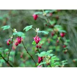 Blodribs 'King Edward VII' Ribes Sanguineum 'King Edward Vii' Potte 12 Liter,- 100-125 Cm. -Osmo Salgsbutik mi4125 ribes sanguineum king edward vii 7901