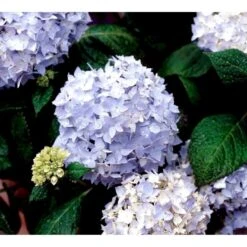 Hortensia 'Clara' Hydrangea Macrophylla 'Clara' 3,5 Liter Potte -Osmo Salgsbutik mi4159 hydrangea macrophylla clara 025b