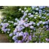 Hortensia 'Clara' Hydrangea Macrophylla 'Clara' 3,5 Liter Potte 2 Hortensia 'Clara' Hydrangea Macrophylla 'Clara' 3,5 Liter Potte -Osmo Salgsbutik mi4159 hydrangea macrophylla clara 78a6