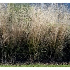 Mosebunke 'Goldtau' Deschampsia Cespitosa 'Goldtau' 1 Liter Potte 7 Mosebunke 'Goldtau' Deschampsia Cespitosa 'Goldtau' 1 Liter Potte -Osmo Salgsbutik mi4169 deschampsia cespitosa goldtau e020