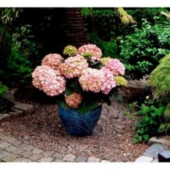 Hortensia 'Dorthea' Hydrangea Macrophylla 'Dorthea' 3,5 Liter Potte -Osmo Salgsbutik mi4180 hydrangea macrophylla dorthea 97f0