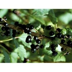 Solbær 'Ben Alder' Ribes Nigrum 'Ben Alder' 3,5 Liter Potte 7 Solbær 'Ben Alder' Ribes Nigrum 'Ben Alder' 3,5 Liter Potte -Osmo Salgsbutik mi4197 ribes nigrum 992f