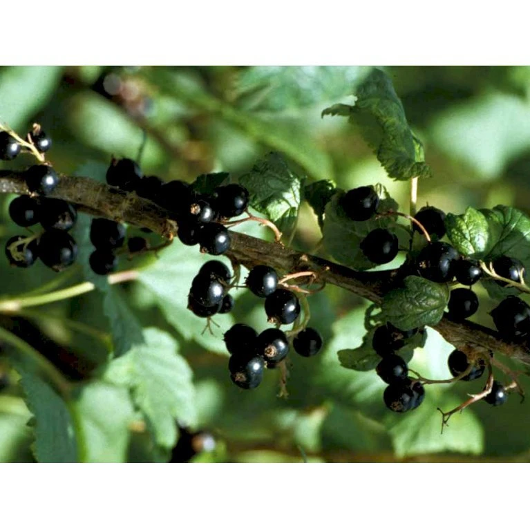 Solbær 'Ben Alder' Ribes Nigrum 'Ben Alder' 3,5 Liter Potte 5 Solbær 'Ben Alder' Ribes Nigrum 'Ben Alder' 3,5 Liter Potte - Billede 3