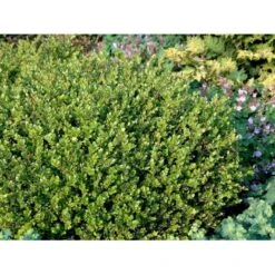Buksbom 'Faulkner' Til Hæk Buxus Sempervirens 'Faulkner' Potte 3,5 Liter 20-30 Cm. 7 Buksbom 'Faulkner' Til Hæk Buxus Sempervirens 'Faulkner' Potte 3,5 Liter 20-30 Cm. -Osmo Salgsbutik mi420 buxus microphylla faulkner 0fc5