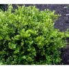Buksbom 'Faulkner' Til Hæk Buxus Sempervirens 'Faulkner' Potte 3,5 Liter 20-30 Cm. -Osmo Salgsbutik mi420 buxus microphylla faulkner b2f0 1