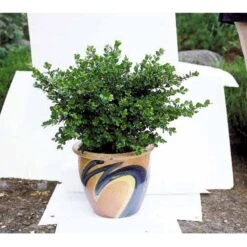 Buksbom 'Faulkner' Buxus Sempervirens 'Faulkner' Potte 3,5 Liter 20-30 Cm. -Osmo Salgsbutik mi420 buxus microphylla faulkner fcd0