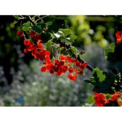 Ribs 'Rote Hollander' Ribes Rubrum 'Rote Hollander' 5 Liter Potte -Osmo Salgsbutik mi4212 ribes rubrum rote hollander d119