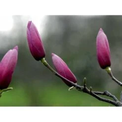 Magnolia 'Galaxy' Magnolia Fraseri 'Galaxy' Trådklump,- 175-200 Cm. 11 Magnolia 'Galaxy' Magnolia Fraseri 'Galaxy' Trådklump,- 175-200 Cm. -Osmo Salgsbutik mi4227 magnolia galaxy 3c85