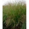 Staudehirse 'Squaw' Panicum Virgatum 'Squaw' 1 Liter Potte -Osmo Salgsbutik mi4253 panicum virgatum squaw bba6