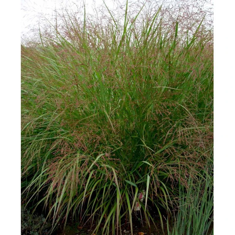 Staudehirse 'Squaw' Panicum Virgatum 'Squaw' 1 Liter Potte 3 Staudehirse 'Squaw' Panicum Virgatum 'Squaw' 1 Liter Potte