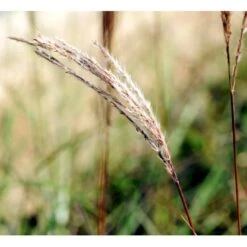 Lav Elefantgræs 'Ferner Osten' Miscanthus Sinensis 'Ferner Osten' 3,0 Liter Potte -Osmo Salgsbutik mi4281 miscanthus sinensis ferner osten 30ce