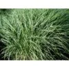 Dværg Elefantgræs 'Yaku Jima' Miscanthus Sinensis 'Yaku Jima' 3,0 Liter Potte 2 Dværg Elefantgræs 'Yaku Jima' Miscanthus Sinensis 'Yaku Jima' 3,0 Liter Potte -Osmo Salgsbutik mi4331 miscanthus sinensis yaku jima d3dc