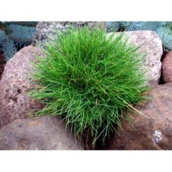 Bjørnegræs Festuca Gautieri (scoparia) 1 Liter Potte -Osmo Salgsbutik mi4514 festuca gautieri 07ea