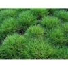 Bjørnegræs Festuca Gautieri (scoparia) 1 Liter Potte -Osmo Salgsbutik mi4514 festuca gautieri 5890