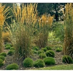 Bjørnegræs Festuca Gautieri (scoparia) 1 Liter Potte -Osmo Salgsbutik mi4514 festuca gautieri c949