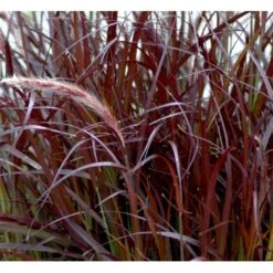 Lampepudsergræs 'Rubrum' Pennisetum Advena 'Rubrum' Potte 2 Liter. 11 Lampepudsergræs 'Rubrum' Pennisetum Advena 'Rubrum' Potte 2 Liter. -Osmo Salgsbutik mi4518 pennisetum setaceum rubrum 704e