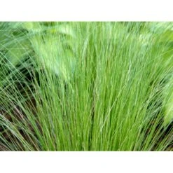 Fjergræs 'Pony Tails' Stipa Tenuissima 'Pony Tails' Potte 2 Liter. -Osmo Salgsbutik mi4520 stipa tenuissima pony tails 35bc