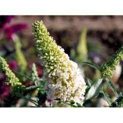 Sommerfuglebusk Buzz 'Ivory' Buddleja Buzz 'Ivory' 3,0 Liter Potte -Osmo Salgsbutik mi4566 buddleja davidii buzz tm ivory 3d08